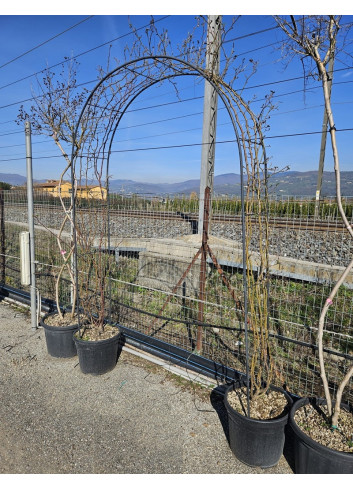 Topiaire (Plante taillée) -  ROSIER grimpant En pot de 35-50 litres forme arche