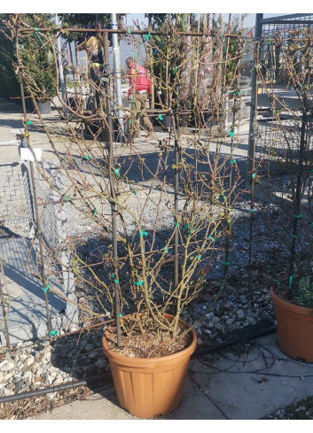 Topiaire (Plante taillée) -  ROSIER grimpant ROUGE En pot de 25-30 litres forme espalier