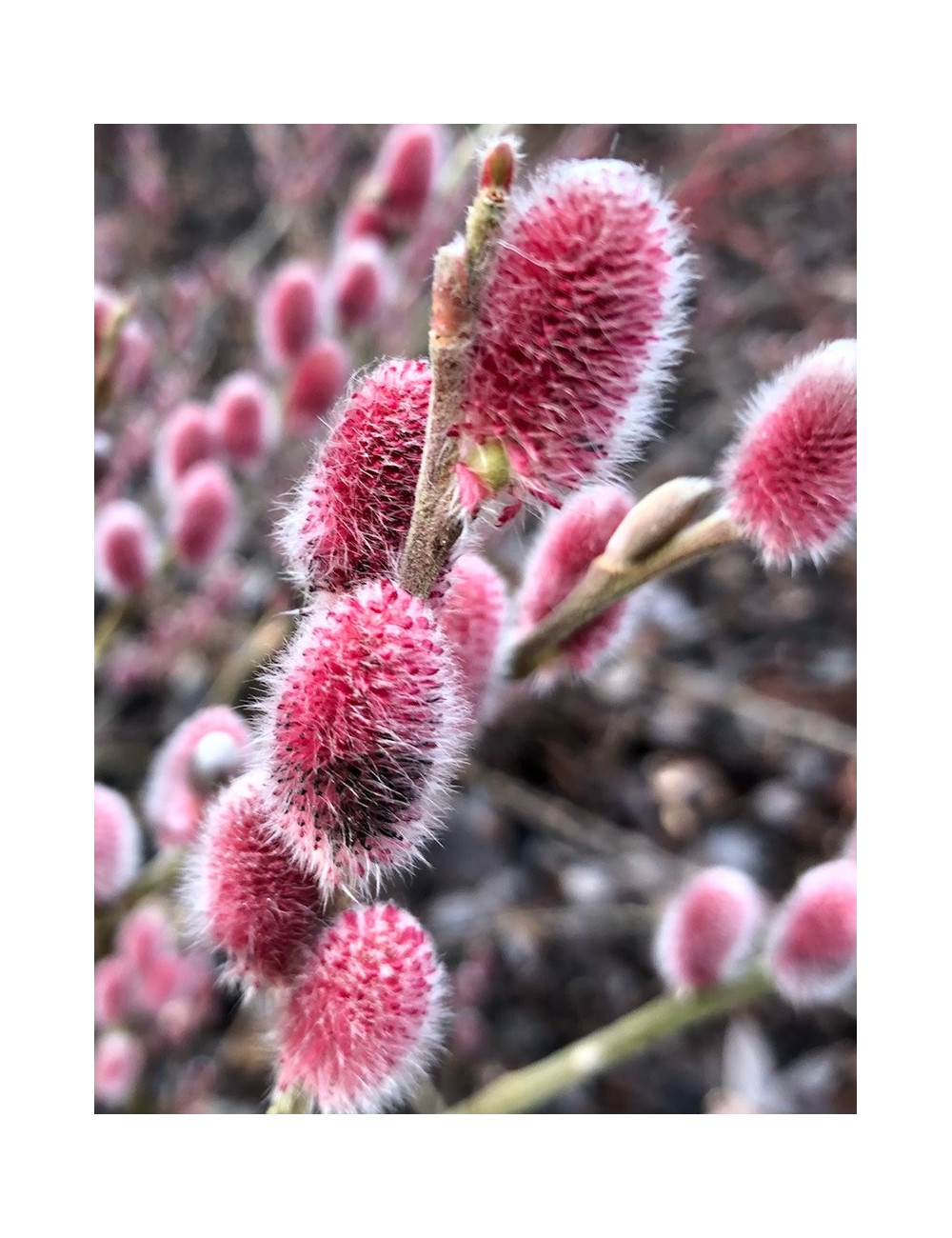 SALIX gracilistyla MOUNT ASO