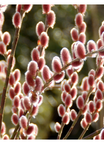 SALIX gracilistyla MOUNT ASO