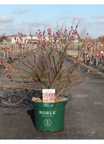 SALIX gracilistyla MOUNT ASO En pot de 10-12 litres