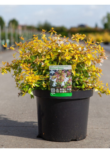 ABELIA FRANCIS MASON En pot de 10-12 litres