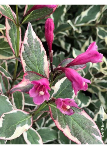 WEIGELA ALL SUMMER MONET