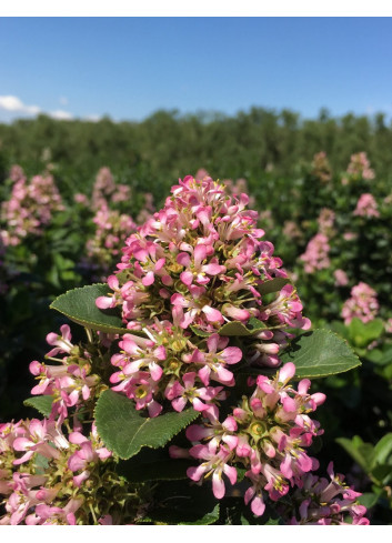 ESCALLONIA laevis PINK ELLE