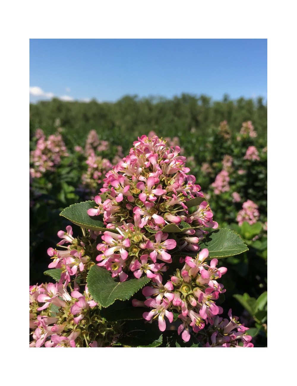 ESCALLONIA laevis PINK ELLE