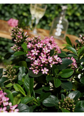 ESCALLONIA laevis PINK ELLE