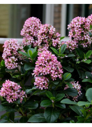 ESCALLONIA laevis PINK ELLE