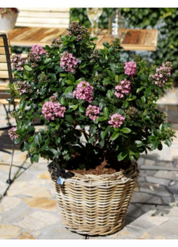 ESCALLONIA laevis PINK ELLE