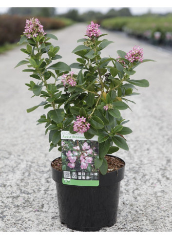 ESCALLONIA laevis PINK ELLE En pot de 3-4 litres