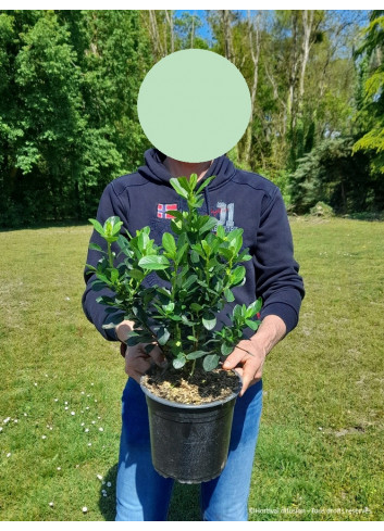 ESCALLONIA laevis PINK ELLE En pot de 4-5 litres