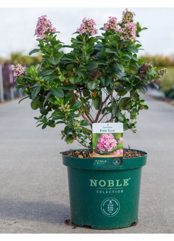 ESCALLONIA laevis PINK ELLE En pot de 10-12 litres