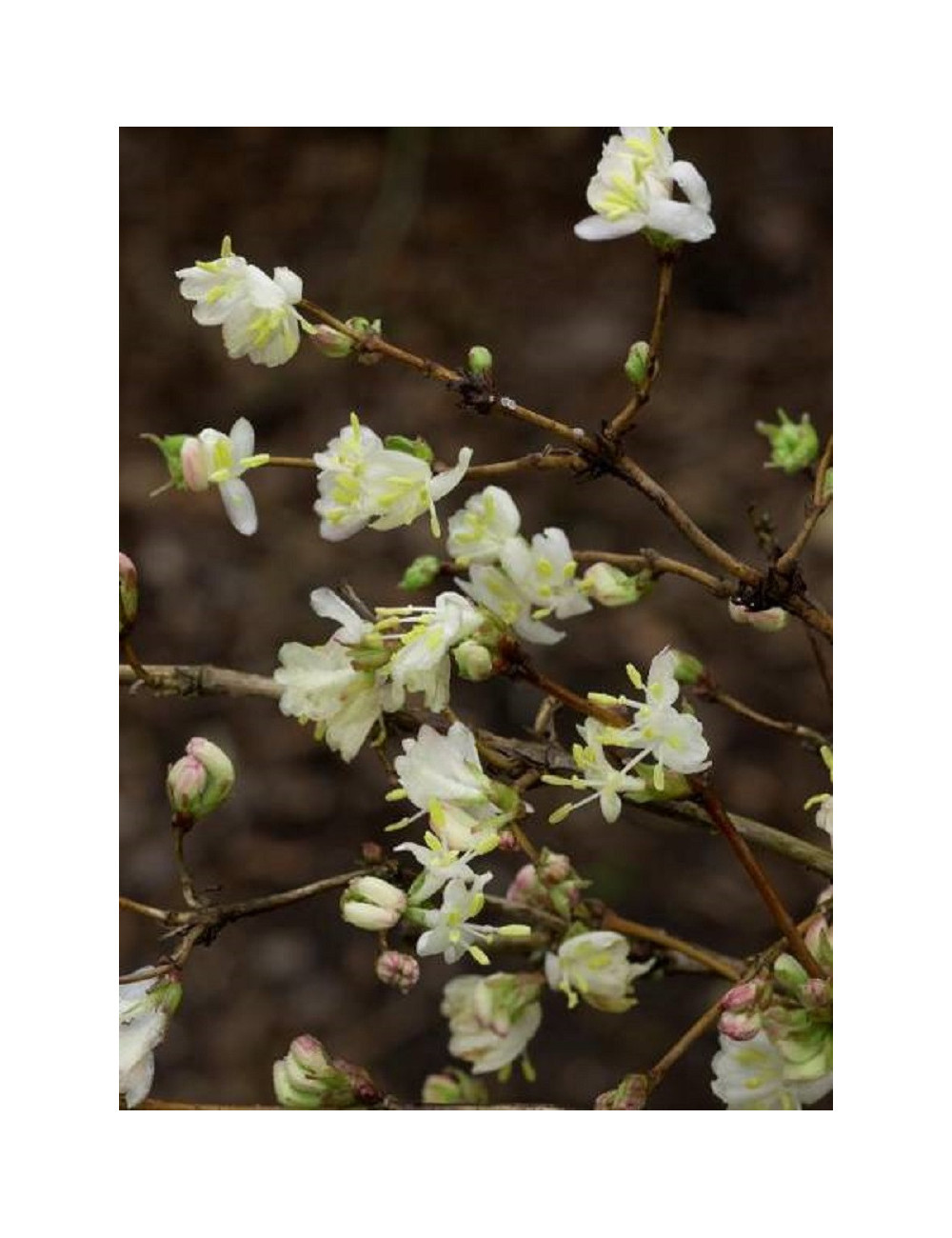 LONICERA fragrantissima