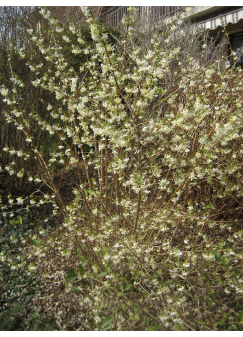 LONICERA fragrantissima