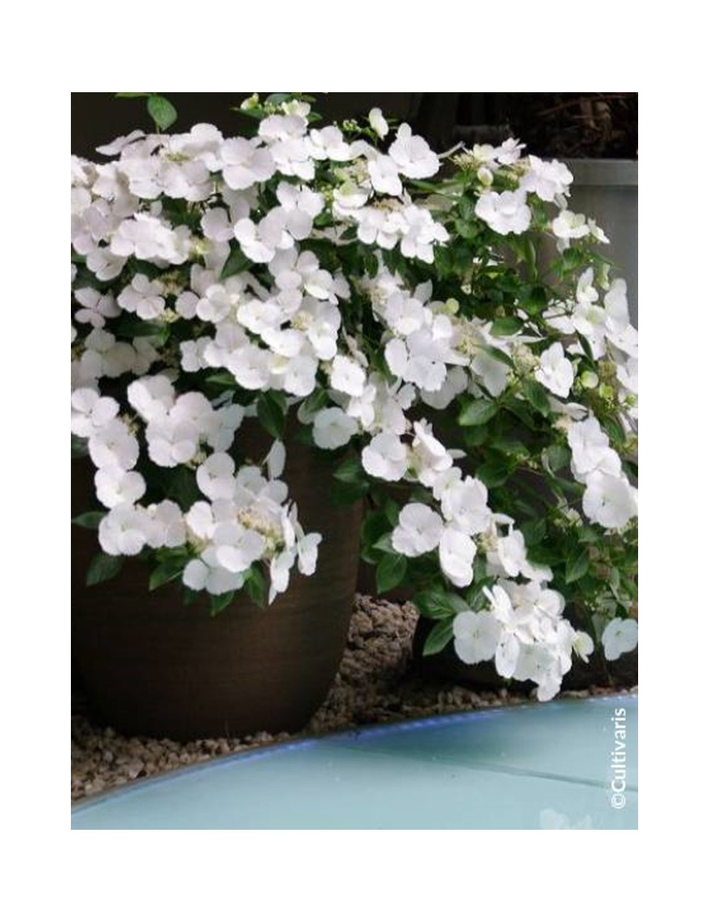 HYDRANGEA RUNAWAY BRIDE