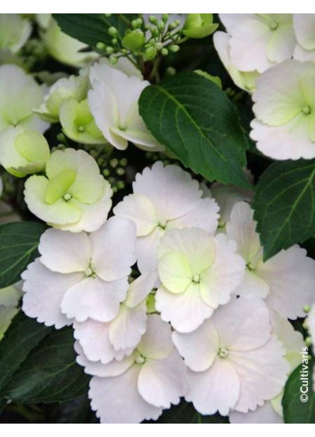 HYDRANGEA RUNAWAY BRIDE