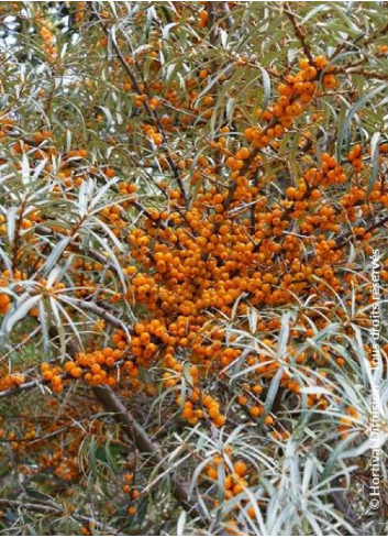 HIPPOPHAE rhamnoides