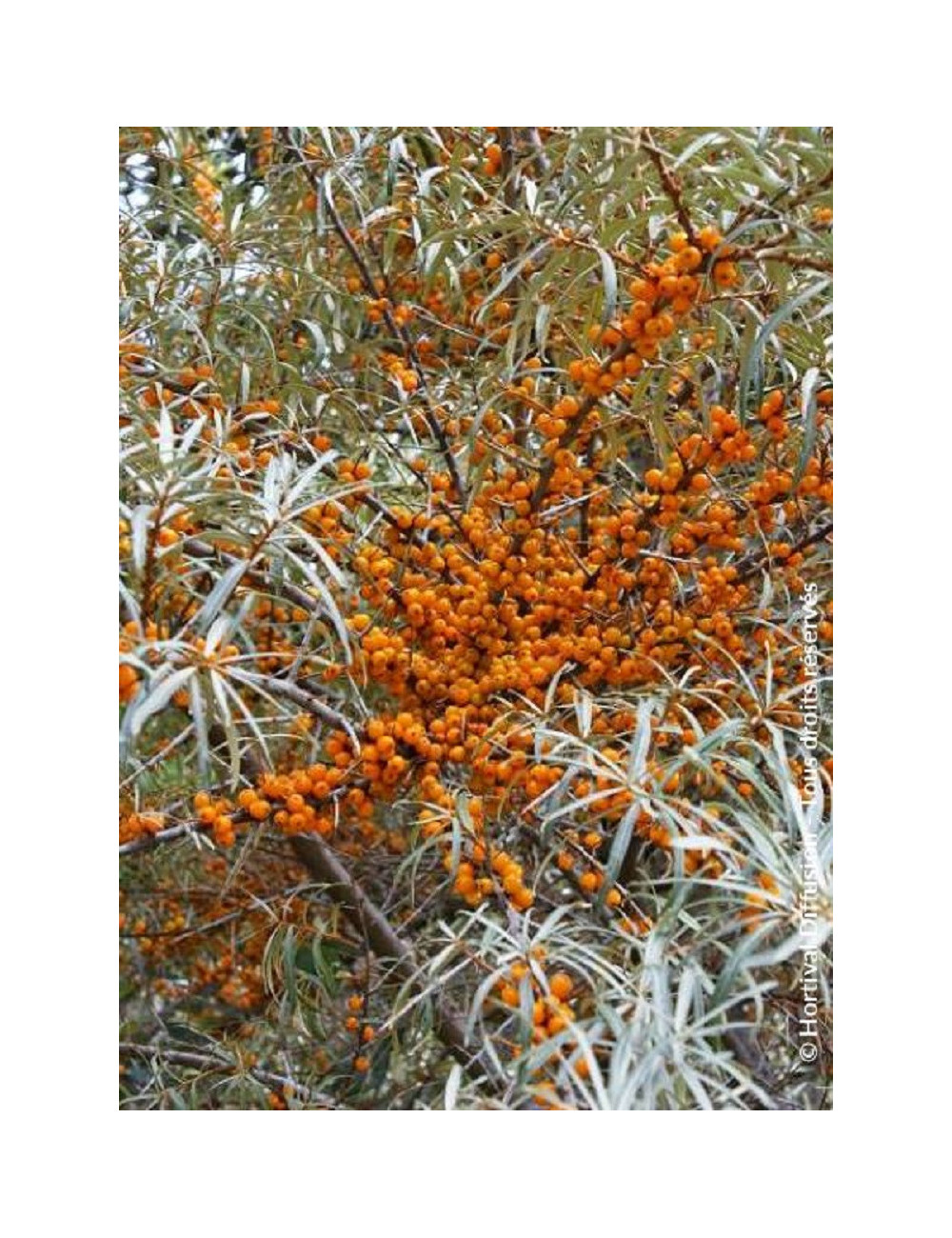 HIPPOPHAE rhamnoides