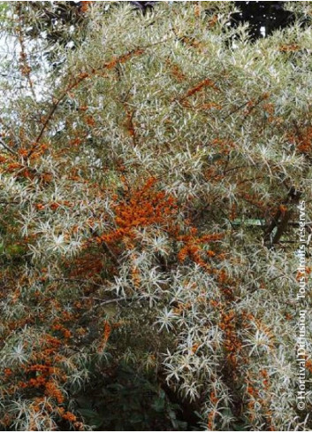 HIPPOPHAE rhamnoides