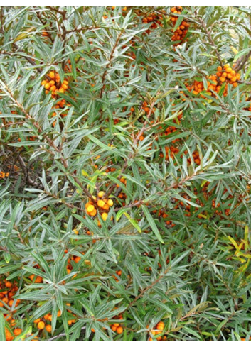 HIPPOPHAE rhamnoides