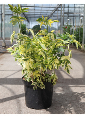 SAMBUCUS nigra MADONNA En pot de 10-12 litres forme buisson