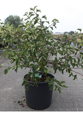 MALUS toringo TINA En pot de 15-20 litres forme buisson