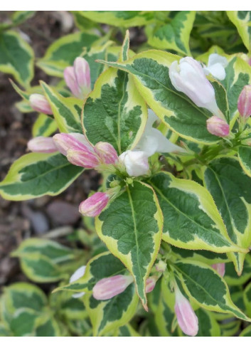 WEIGELA WHITE LIGHTNING