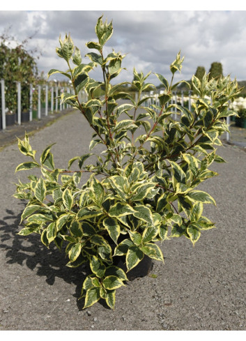 WEIGELA WHITE LIGHTNING En pot de 10-12 litres