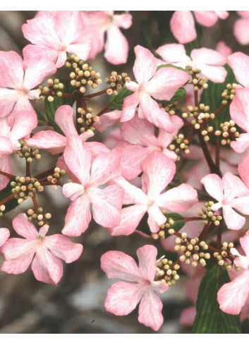 VIBURNUM plicatum MOLLY SCHROEDER