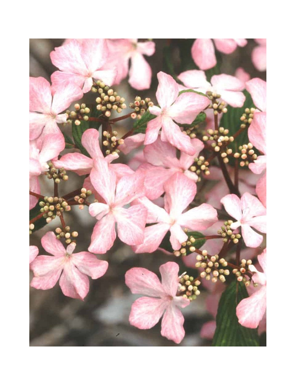 VIBURNUM plicatum MOLLY SCHROEDER