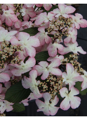 VIBURNUM plicatum MOLLY SCHROEDER