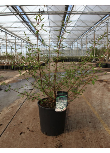 VIBURNUM plicatum MOLLY SCHROEDER En pot de 15-20 litres 