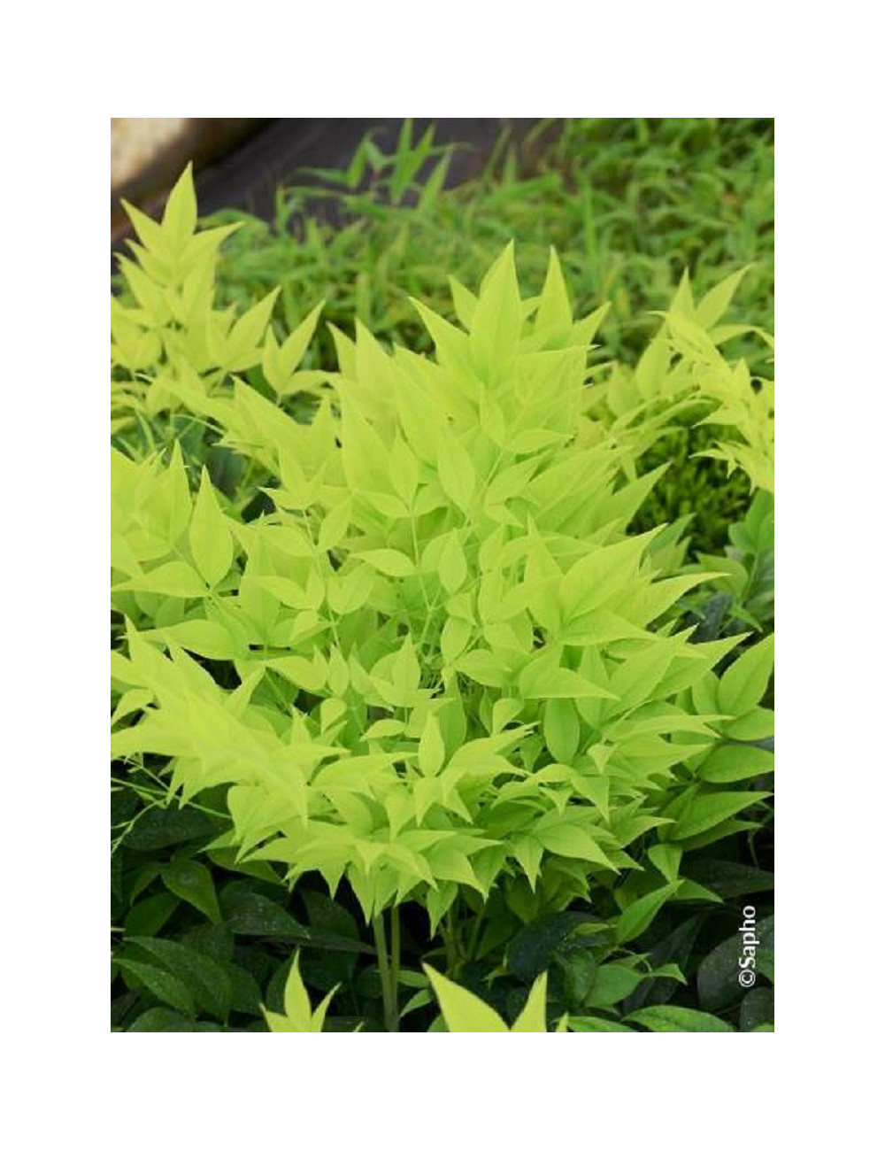 NANDINA domestica MAGICAL  LEMON-LIME