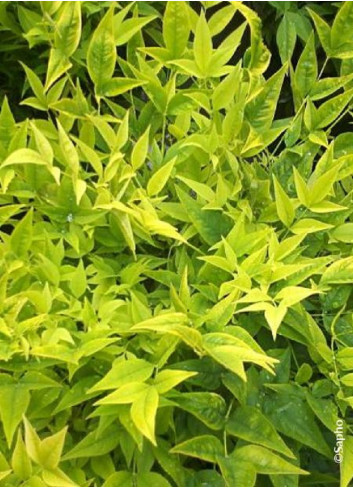 NANDINA domestica MAGICAL  LEMON-LIME