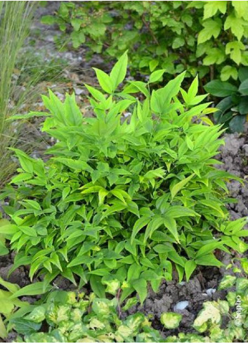 NANDINA domestica MAGICAL  LEMON-LIME