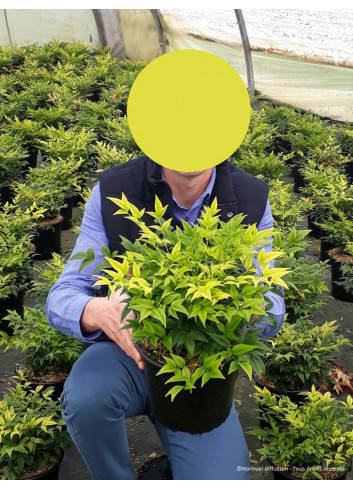 NANDINA domestica MAGICAL LEMON-LIME En pot de 4-5 litres