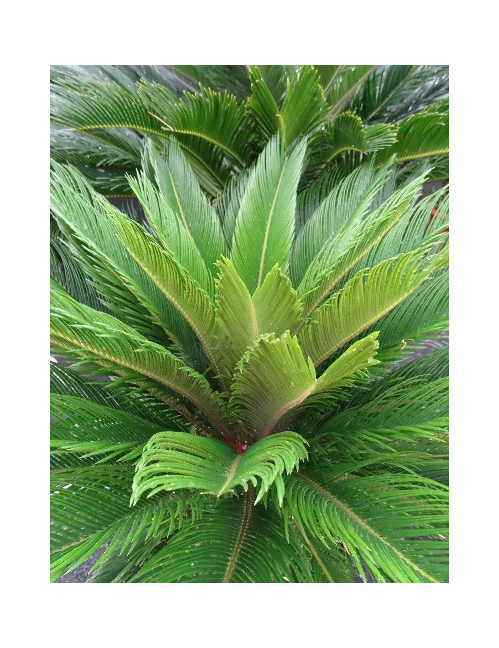 CYCAS revouluta