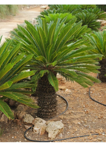 CYCAS revouluta