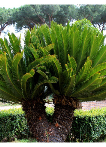 CYCAS revouluta