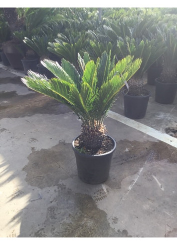 CYCAS revouluta