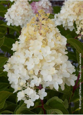 HYDRANGEA paniculata  SILVER DOLLAR