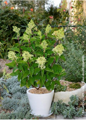 HYDRANGEA paniculata  SILVER DOLLAR