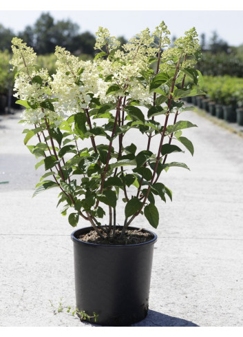 HYDRANGEA paniculata En pot de 10-12 litres