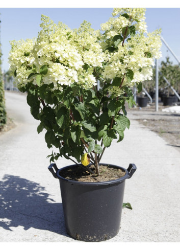 HYDRANGEA paniculata En pot de 35-50 litres