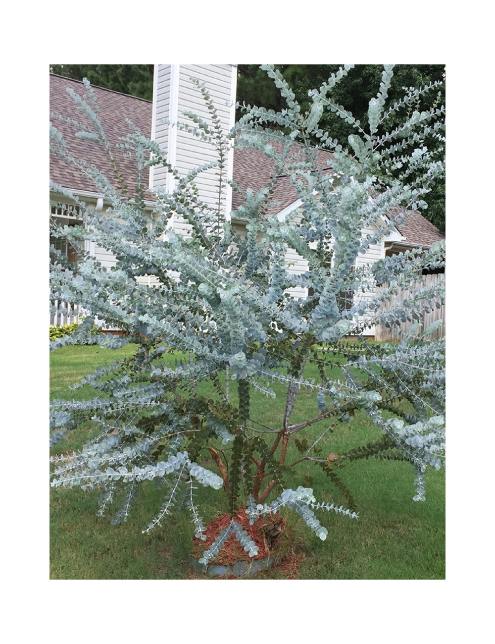 EUCALYPTUS pulverulenta BAY BLUE