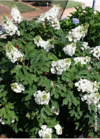 HYDRANGEA quercifolia JETSTREAM