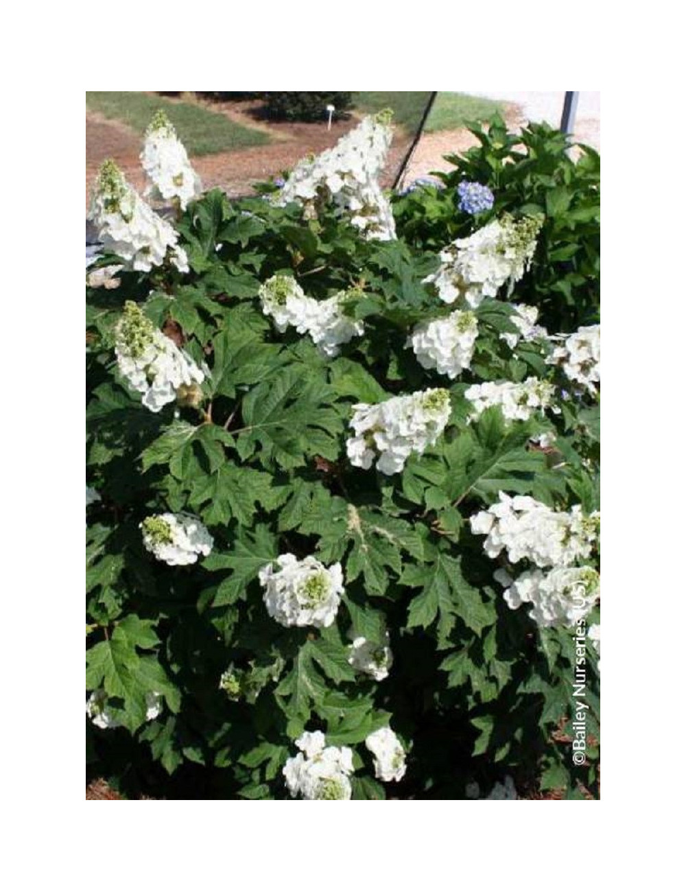 HYDRANGEA quercifolia JETSTREAM