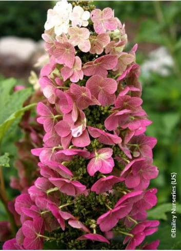 HYDRANGEA quercifolia JETSTREAM