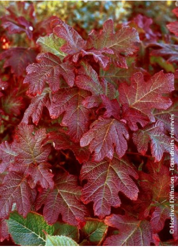 HYDRANGEA quercifolia JETSTREAM