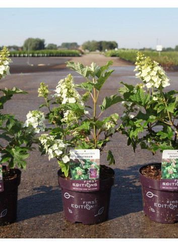 HYDRANGEA quercifolia JETSTREAM En pot de 4-5 litres