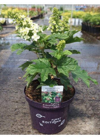 HYDRANGEA quercifolia JETSTREAM En pot de 10-12 litres